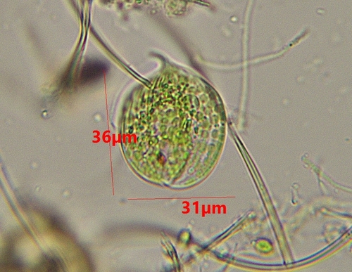 Phacus pleuronectes
