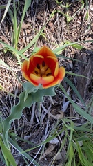 Tulipa