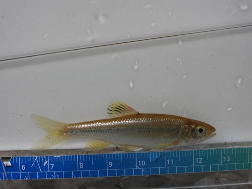 Korean Dark Chub