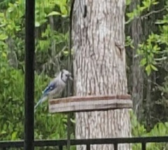 Cyanocitta cristata image