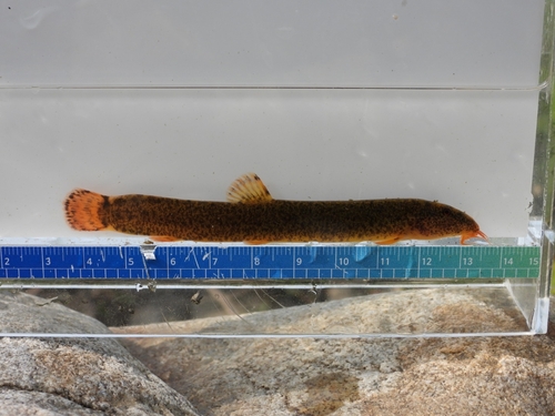 White Nose Loach
