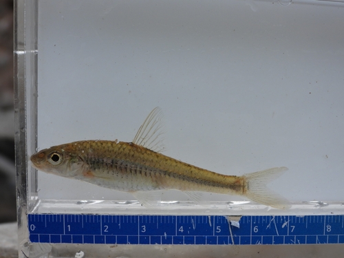 Korean Slender Gudgeon