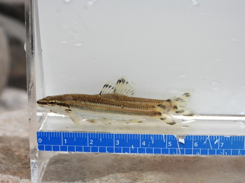 Korean Splendid Dace
