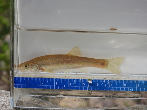 Rhynchocypris steindachneri
