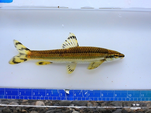Korean Splendid Dace