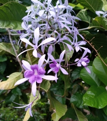 Petrea rugosa