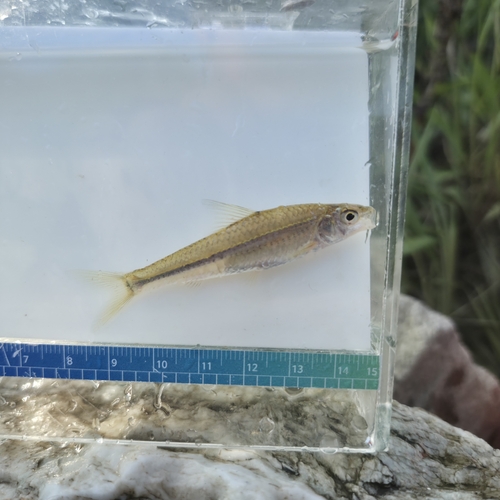 Squalidus japonicus — Cyprinidae — 5