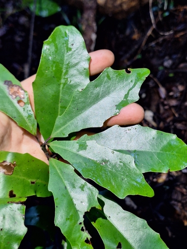 Alseuosmia quercifolia, photograph 2