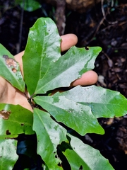 Alseuosmia quercifolia, photograph (c) Oscar Dove, some rights reserved (CC BY)