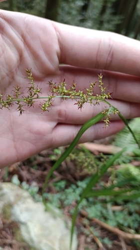 Carex filicina observed 2026-07-21