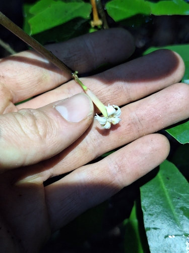 Alseuosmia quercifolia, photograph 3