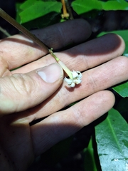 Alseuosmia quercifolia, photograph (c) Oscar Dove, some rights reserved (CC BY)