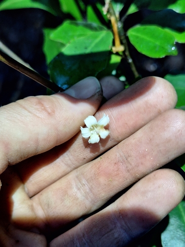 Alseuosmia quercifolia, photograph 4