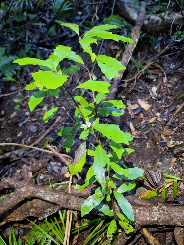Alseuosmia quercifolia, photograph 5