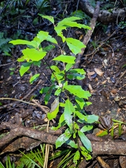 Alseuosmia quercifolia, photograph (c) Oscar Dove, some rights reserved (CC BY)