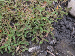 Trifolium fragiferum