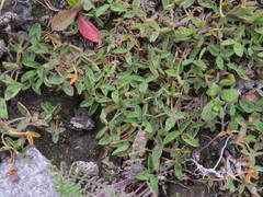 Trifolium fragiferum
