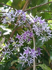 Petrea rugosa