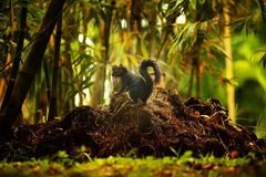 Sciurus aureogaster nigrescens