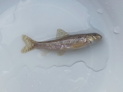 Springer's gudgeon (Biwia springeri) — Cyprinidae — 4