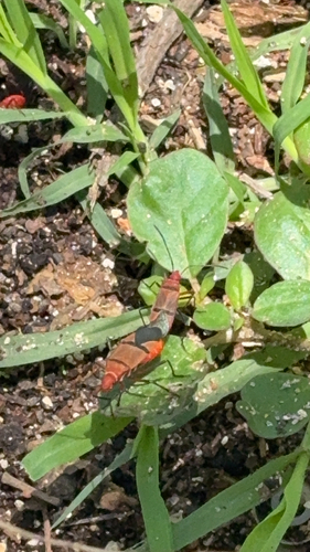 African Cotton Stainer