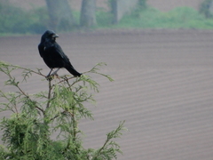 Corvus corone