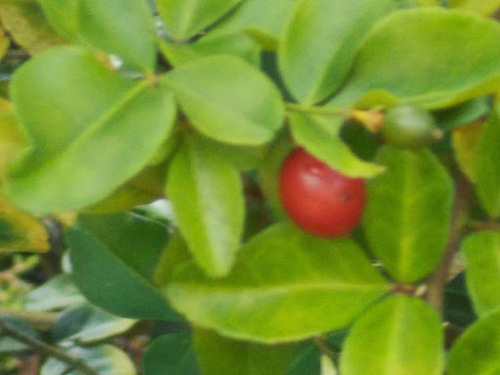 Triphasia