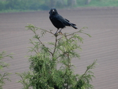 Corvus corone