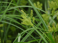 Cyperus exaltatus