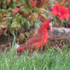 Cardinalis cardinalis