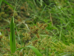 Cyperus exaltatus
