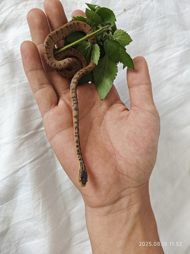 Boulenger's Slug Snake