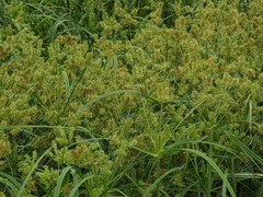 Cyperus exaltatus