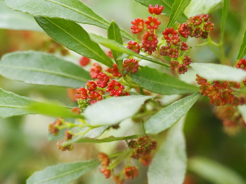 Dodonaea viscosa observed 2026-07-21