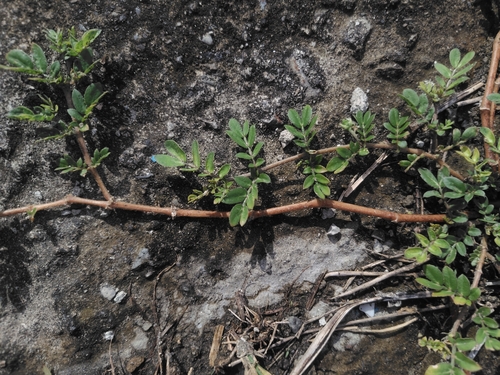 Kallstroemia maxima, photograph 3