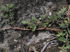 Kallstroemia maxima, photograph (c) chiuluan, some rights reserved (CC BY)