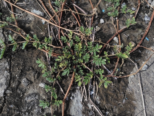 Kallstroemia maxima, photograph 4