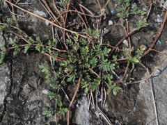 Kallstroemia maxima, photograph (c) chiuluan, some rights reserved (CC BY)