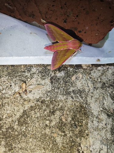 Elephant Hawkmoth