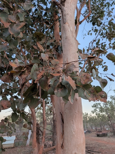 Northern Salmon Gum