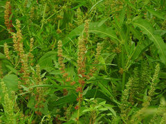 Rumex trisetifer