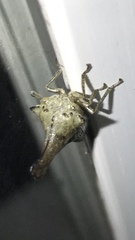 Glossonotus acuminatus