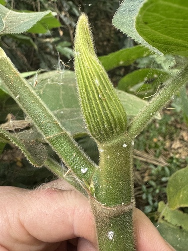 Castilla elastica observed 2026-07-21