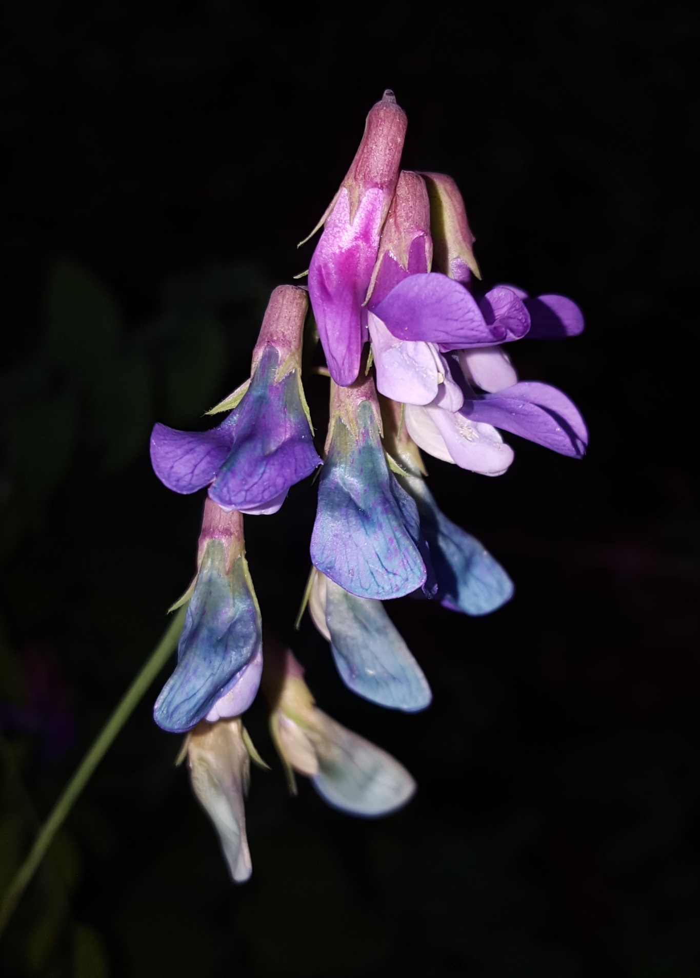 Lathyrus polyphyllus