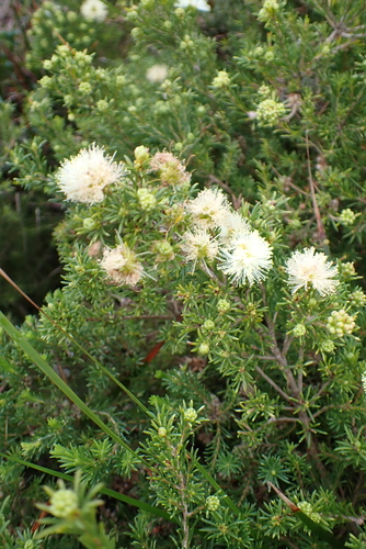 Melaleuca systena, photograph 2