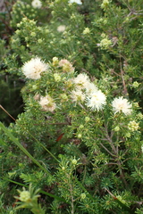 Melaleuca systena, photograph (c) Em Lamond, some rights reserved (CC BY)