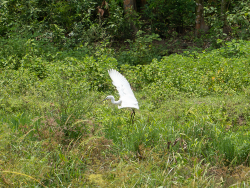 Little Egret