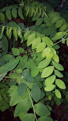 Lathyrus polyphyllus