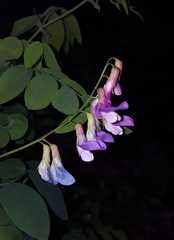 Lathyrus polyphyllus