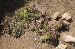 Sempervivum tectorum